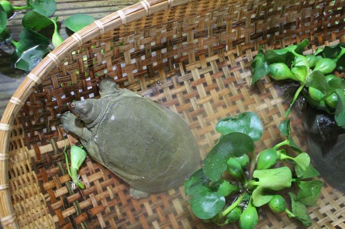mo-bat-duoc-ba-ba-danh-con-gi-1 Baba là loài vật được đánh giá là rất hiền và có sức sống bền bỉ